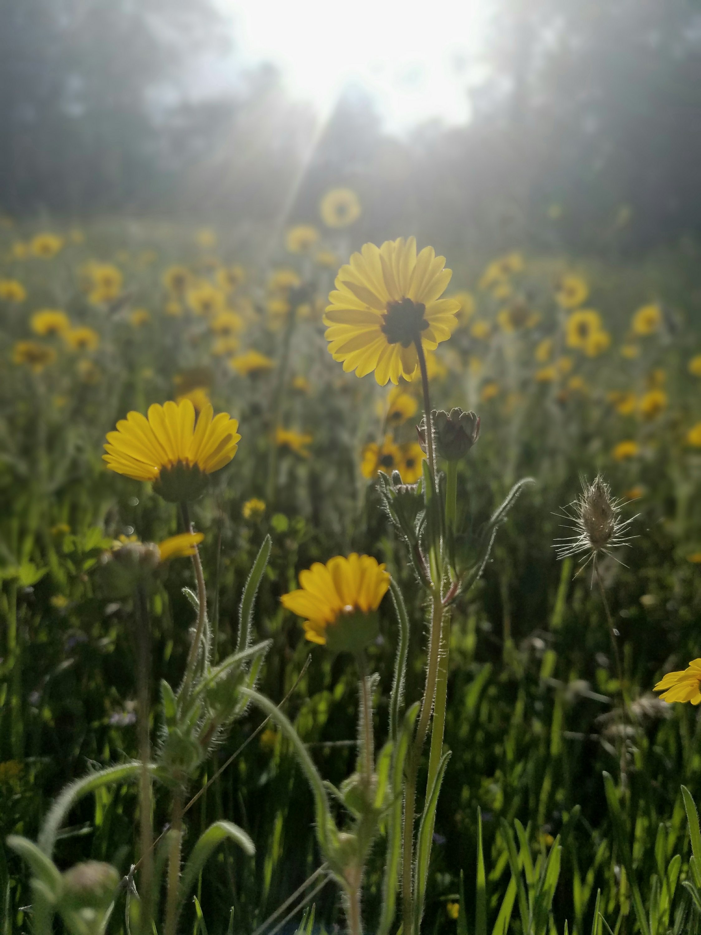 Sweet Life • Spring 2018