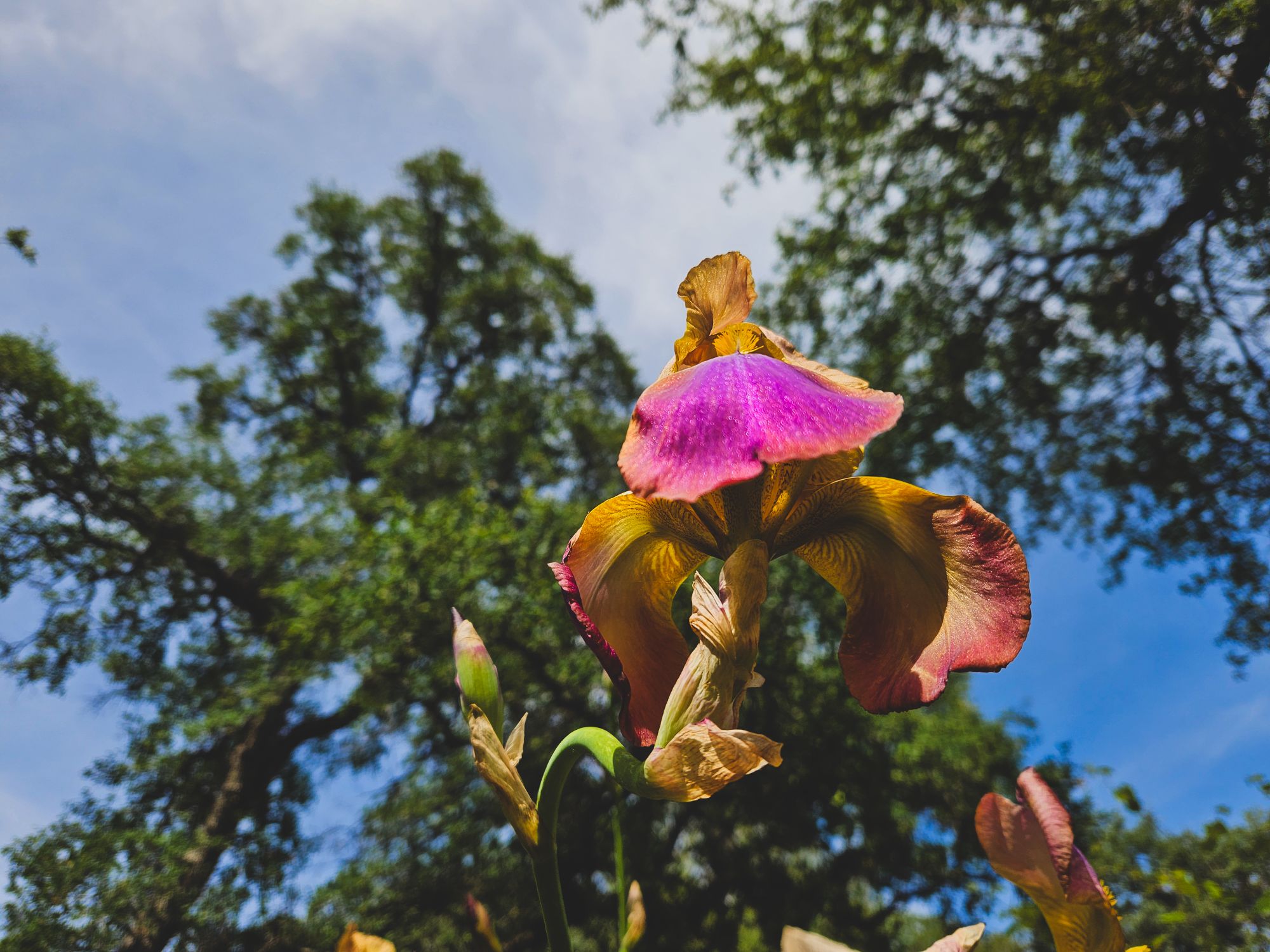 Life Lately as a Gardener, Writer, and Mom